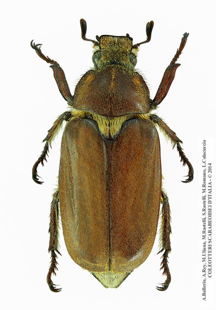 Anoxia villosa villosa, maschio